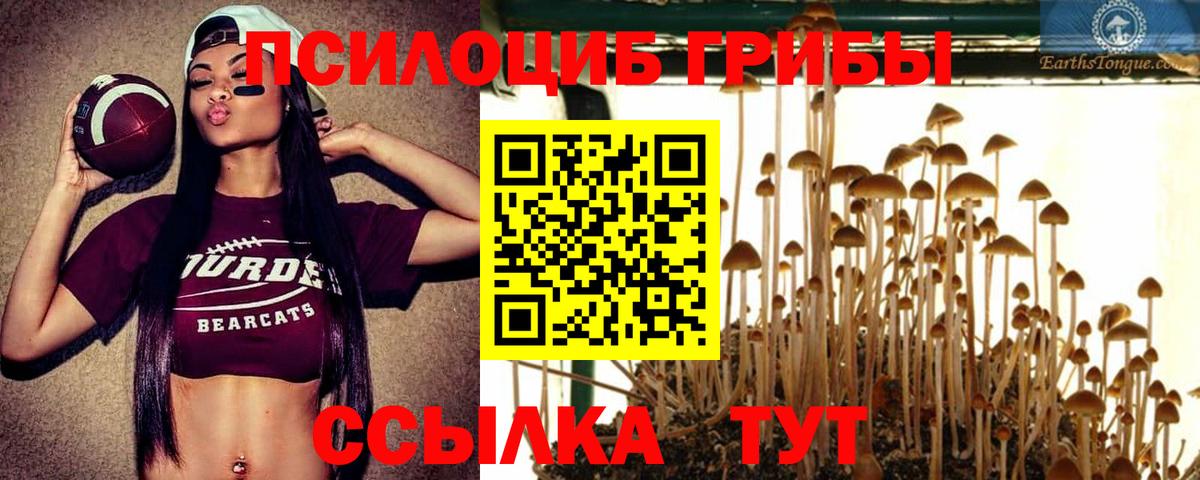 Усть-Джегута  Галлюциногенные грибы Cubensis  Вход с VPN 